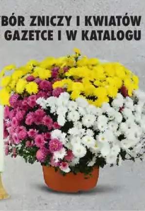 chryzantema