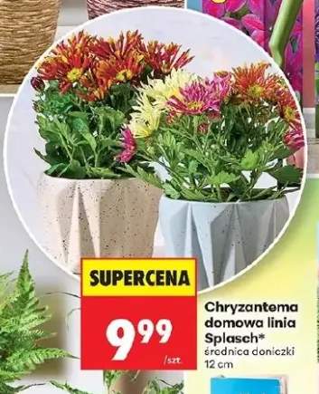 chryzantema